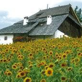 Plattner Bienenhof - Honigmuseum